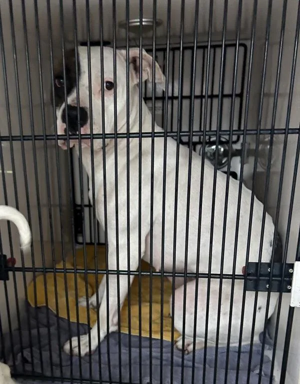 An adult medium-sized female Pit Bull Terrier dog named Cadbury for adoption in Troutdale, OR