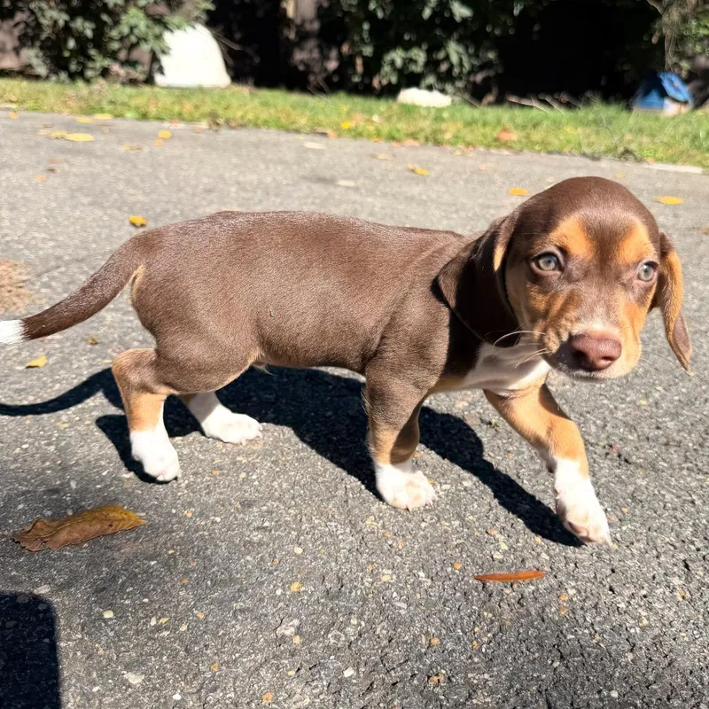 A baby small-sized male Chihuahua dog named Jewels Pup: Topaz for adoption in Falls Church, VA