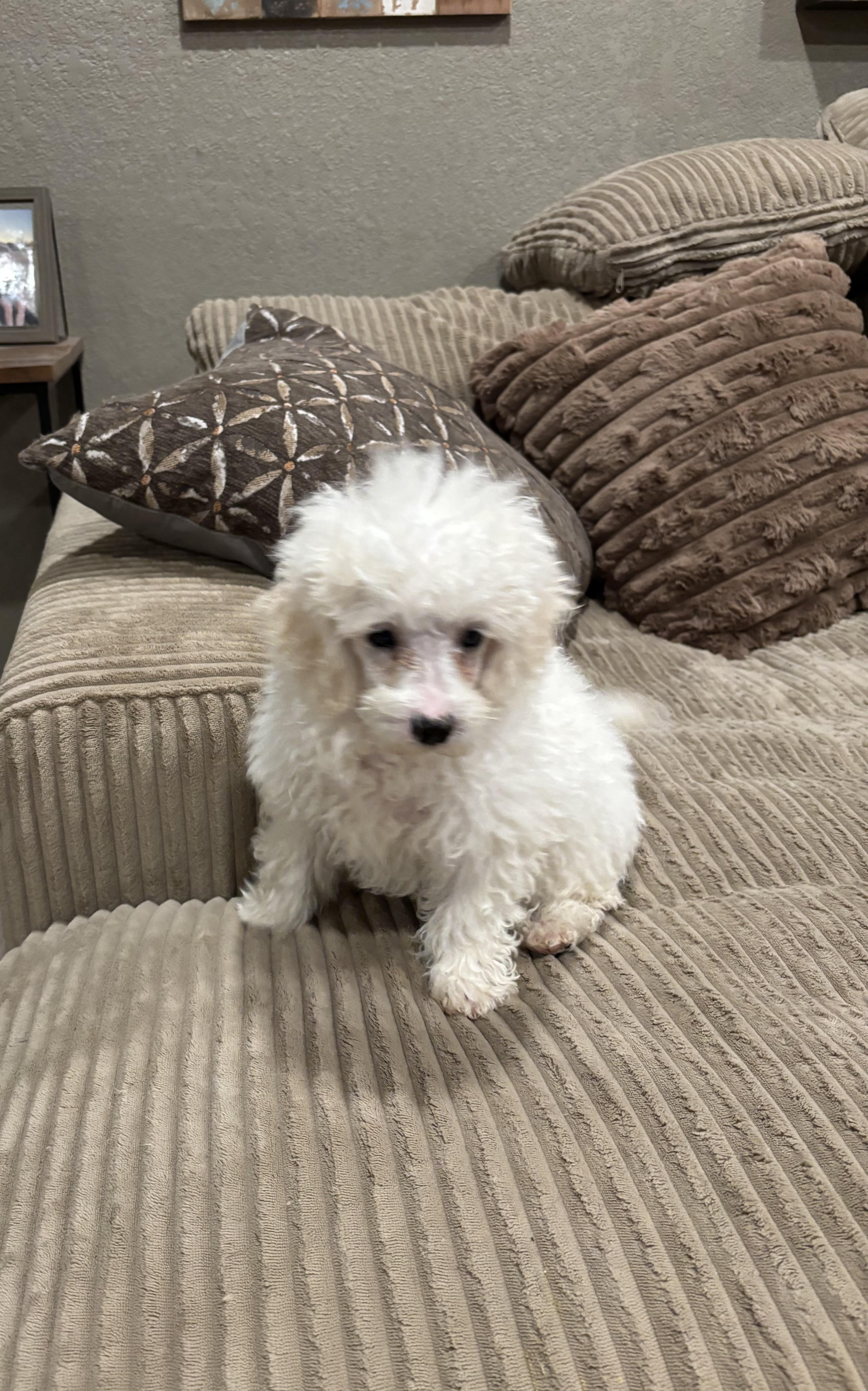 A baby small-sized male Apricot / Beige Poodle dog named Poodle Puppies for adoption in Rowlett, TX