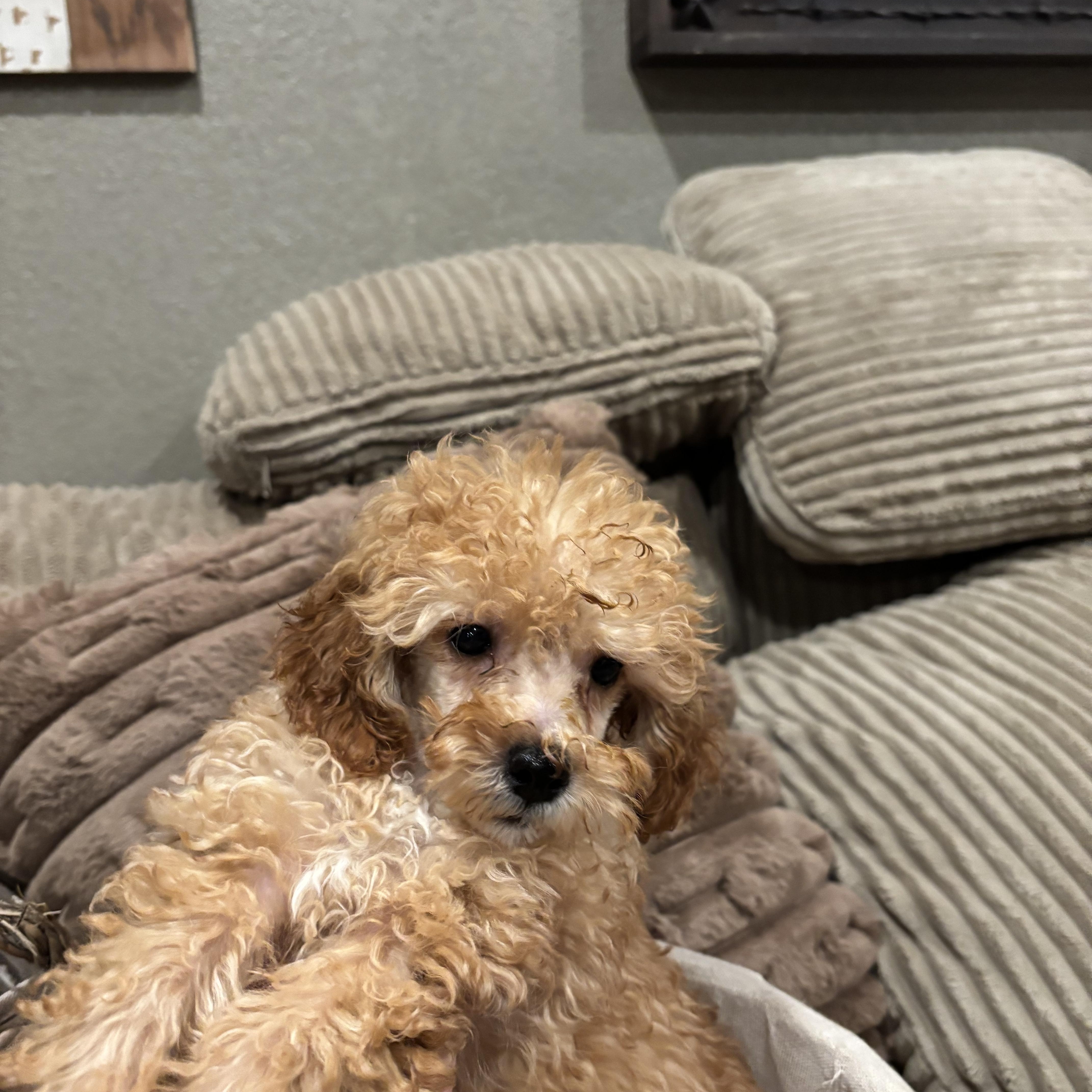 Poodle Puppies thumbnail 2