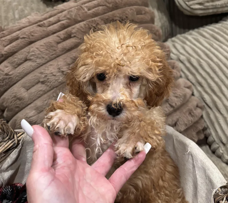 Poodle Puppies thumbnail 3