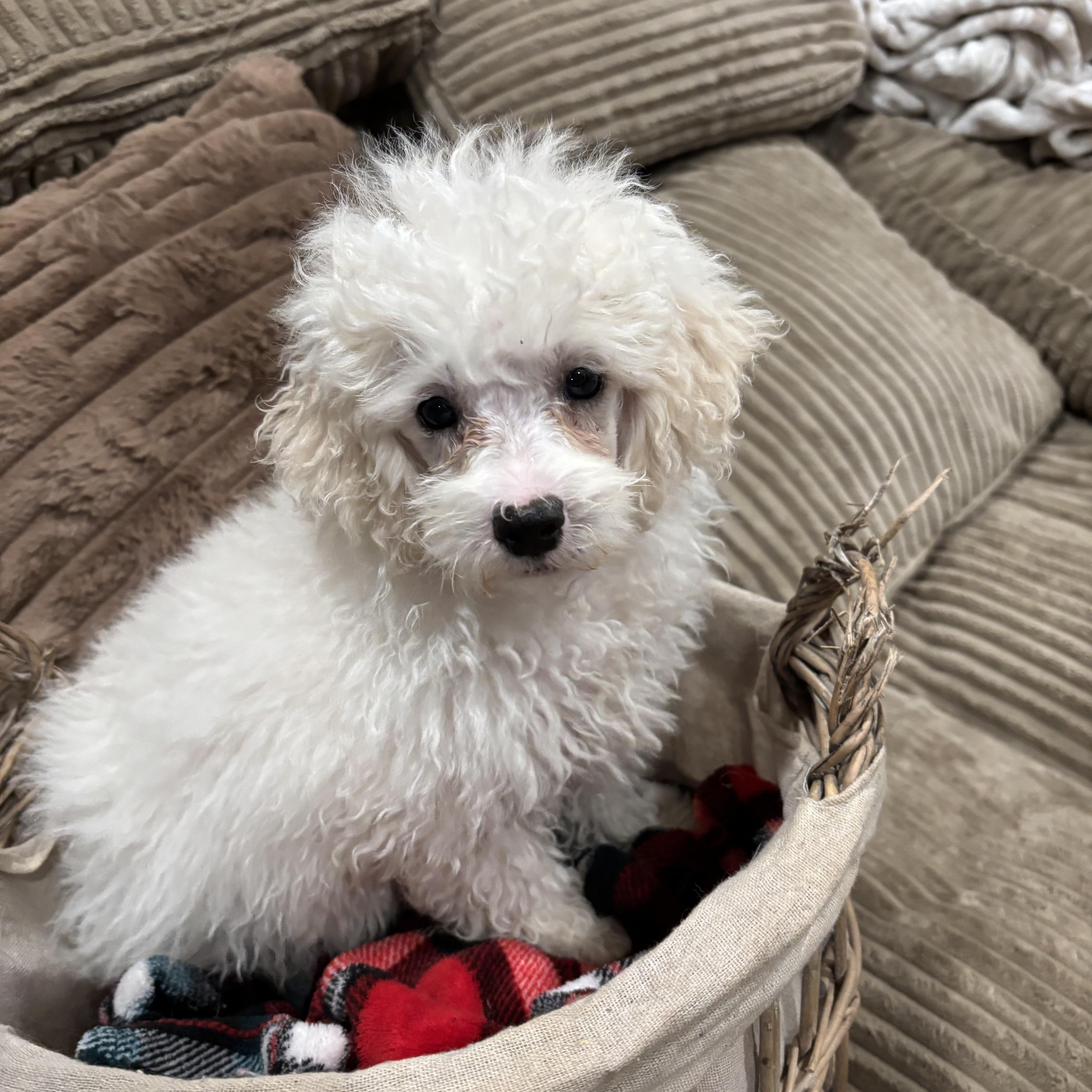 Poodle Puppies thumbnail 4