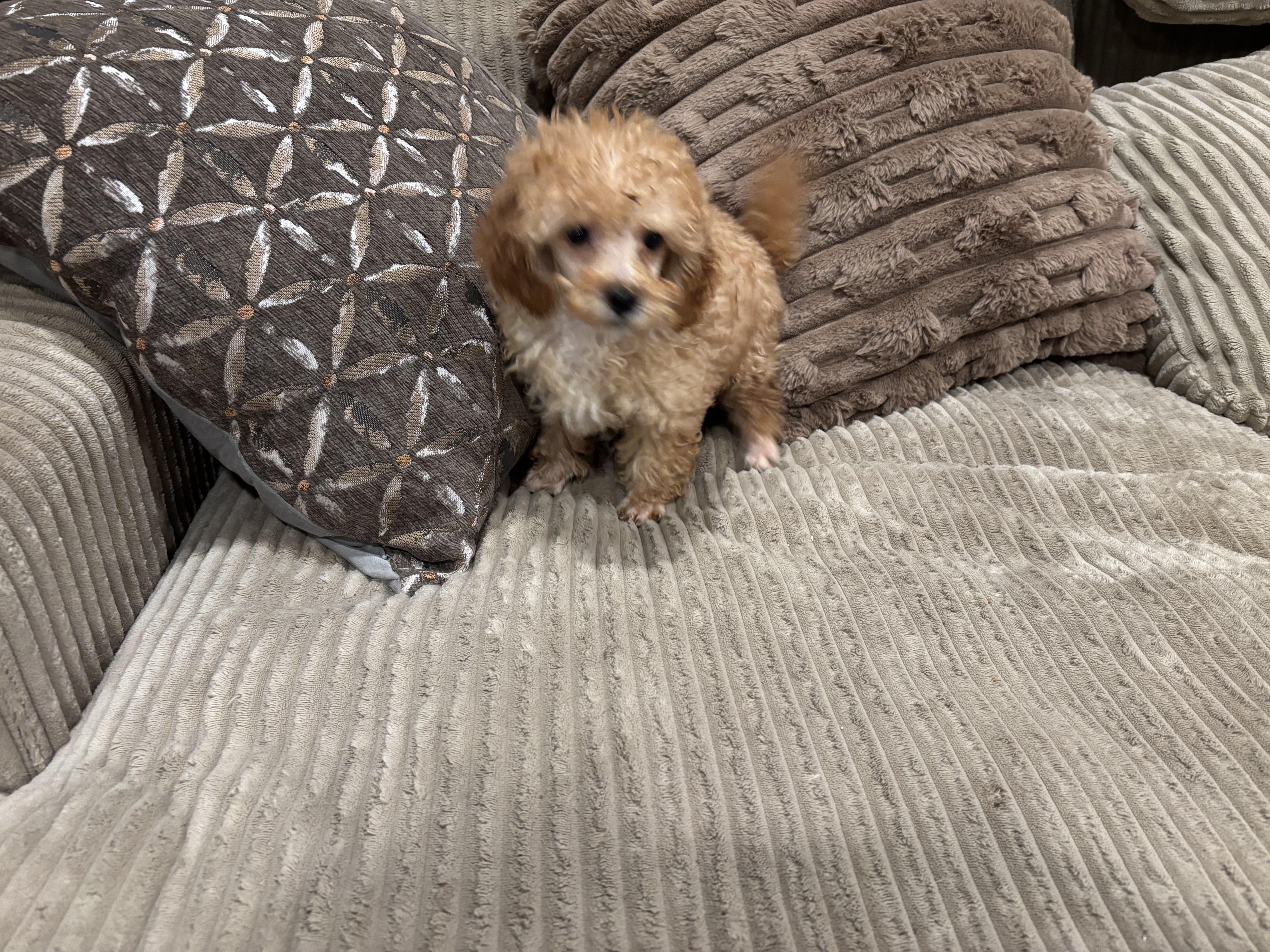 Poodle Puppies thumbnail 5