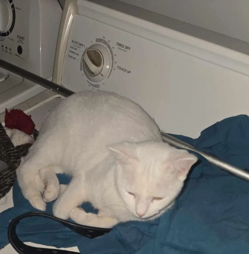 An adult medium-sized female White Domestic Short Hair cat named Celeste for adoption in Morehead, KY