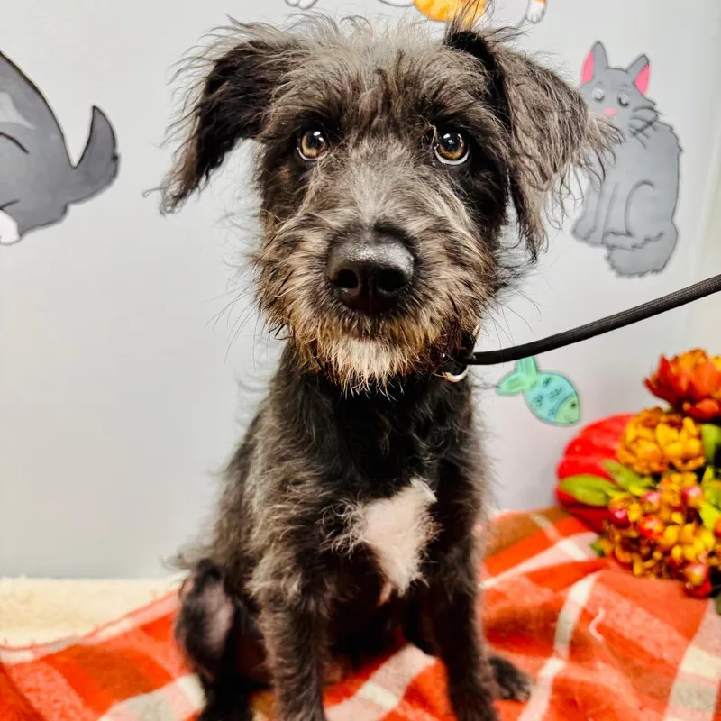 A baby small-sized female Miniature Schnauzer dog named Daisy for adoption in Lebanon, MO