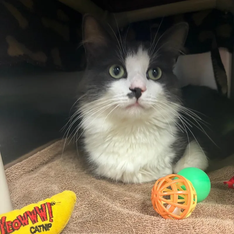 An adult medium-sized male Gray / Blue / Silver Domestic Medium Hair cat named Cognac for adoption in Fredericksburg, VA