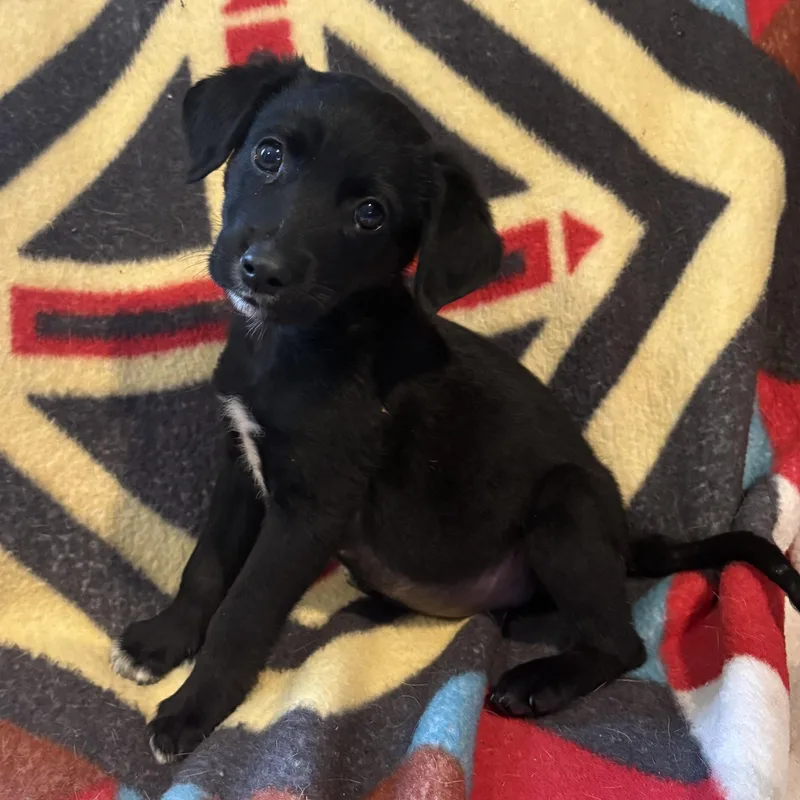 A baby medium-sized male Black Australian Shepherd dog named Sawyer for adoption in Rochester, NY