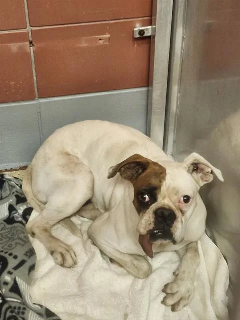 An adult medium-sized male Boxer dog named Issac for adoption in Houston, TX