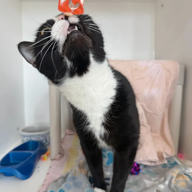 An adult large-sized female Black Domestic Short Hair cat named Mama for adoption in Warwick, RI