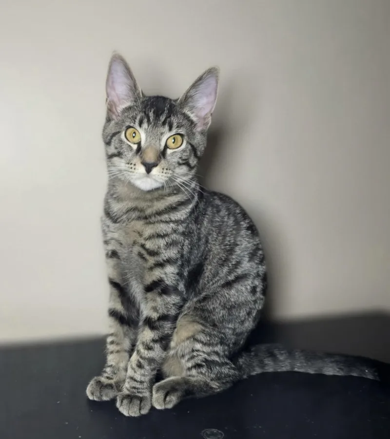 A young medium-sized male Tabby (Brown / Chocolate) Domestic Short Hair cat named Crate for adoption in Nottingham, MD