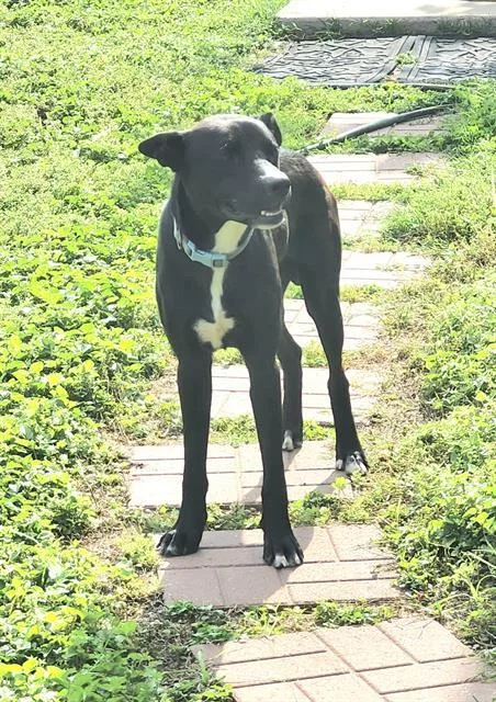 An adult large-sized male Labrador Retriever dog named Johnson for adoption in San Antonio, TX