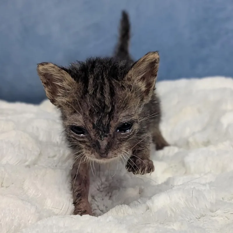 A baby small-sized female Black Domestic Long Hair cat named Sue for adoption in Buchanan Dam, TX