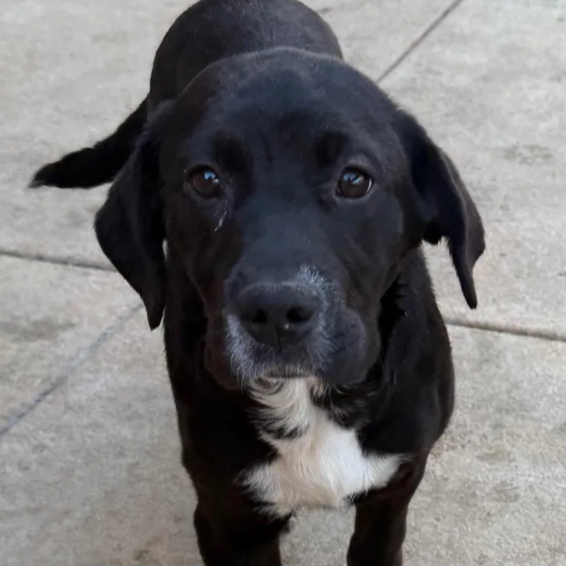 Penelope Pup thumbnail 2