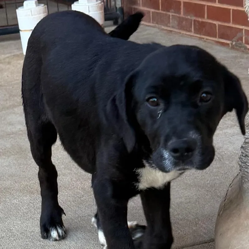 Penelope Pup thumbnail 3