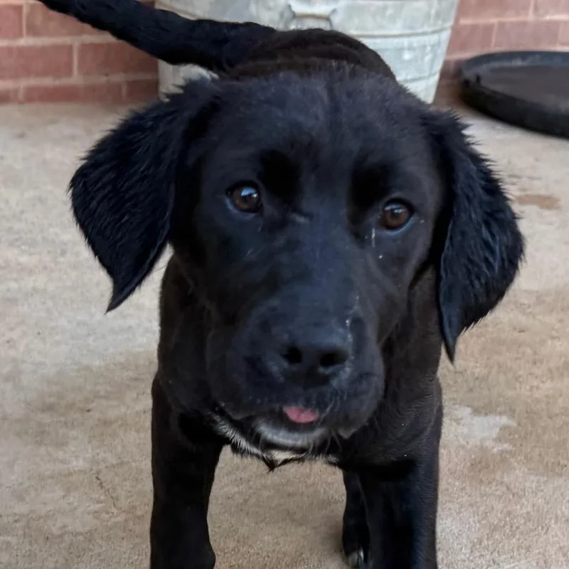 Penelope Pup thumbnail 4