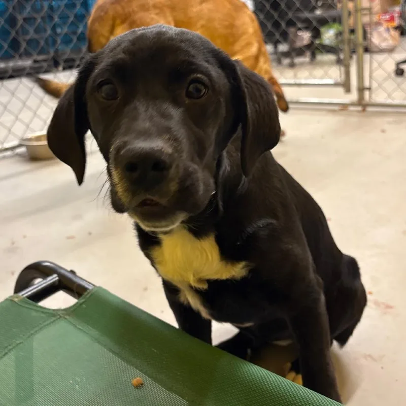 Penelope Pup thumbnail 5