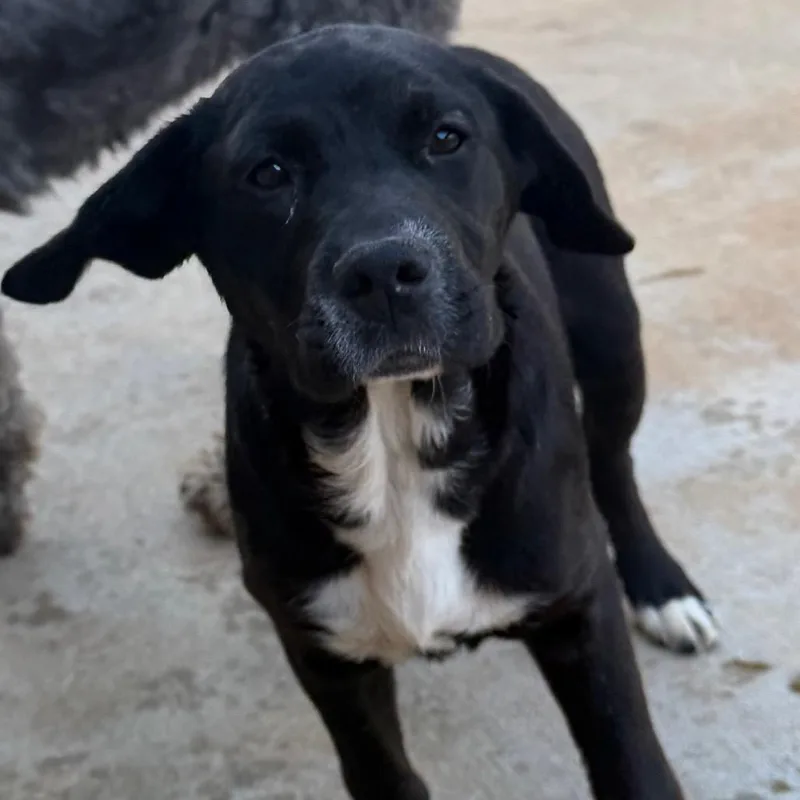 Penelope Pup thumbnail 6