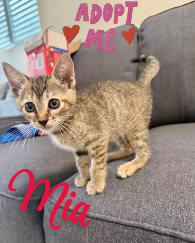 A baby medium-sized female Domestic Short Hair cat named Mia for adoption in Warren, NJ