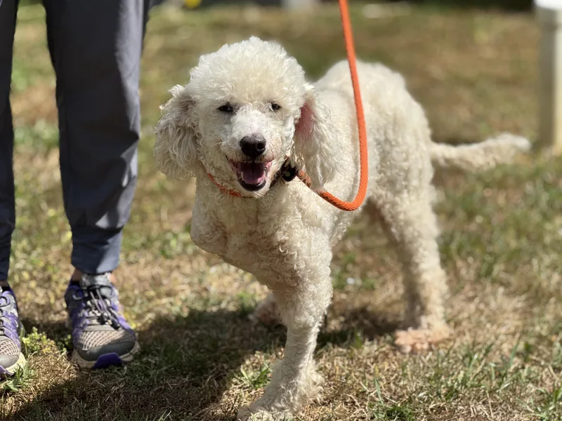 Bluebell thumbnail 2