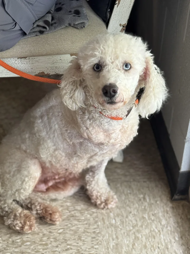 Bluebell thumbnail 3