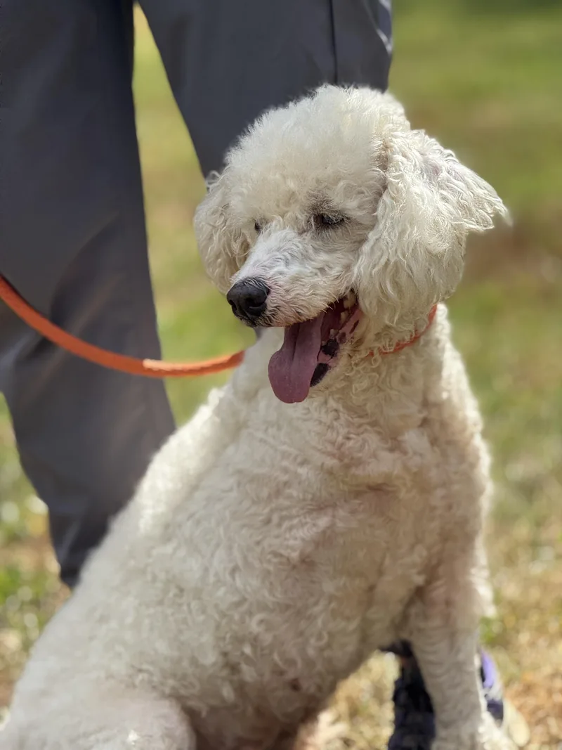 Bluebell thumbnail 4