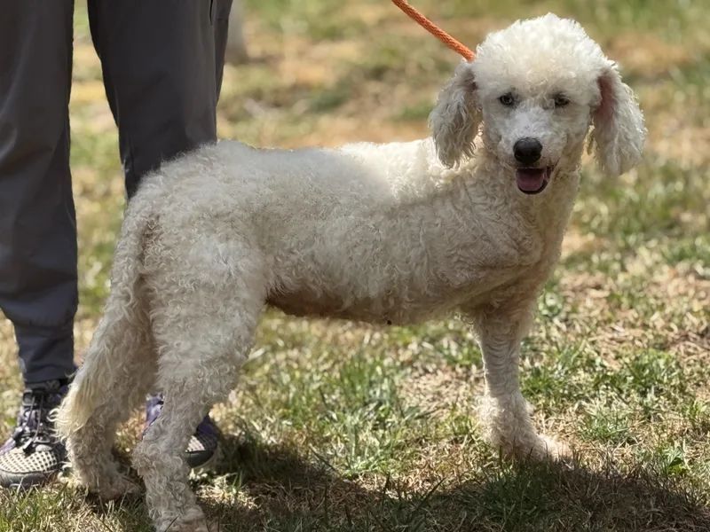 Bluebell thumbnail 5