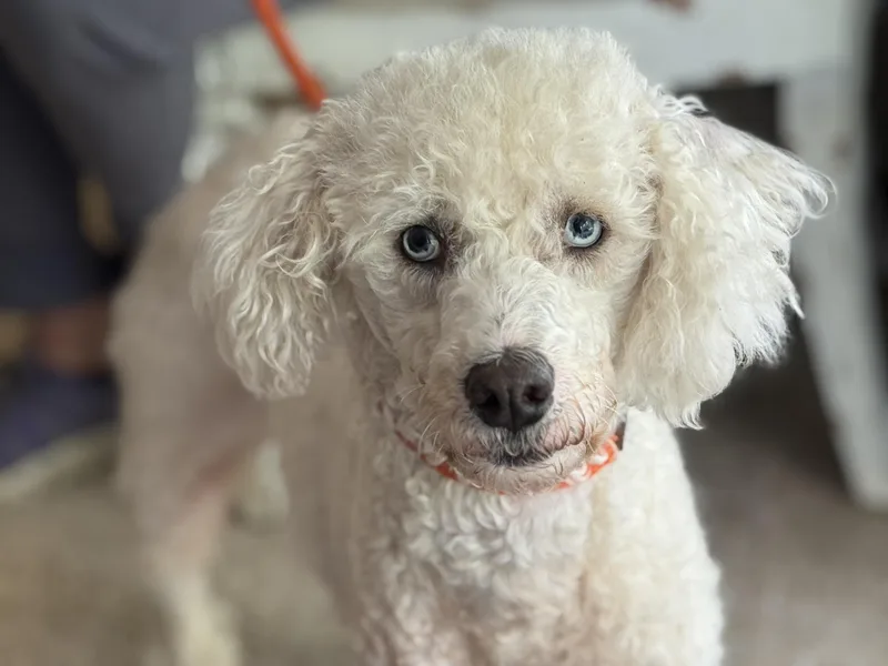 Bluebell thumbnail 6