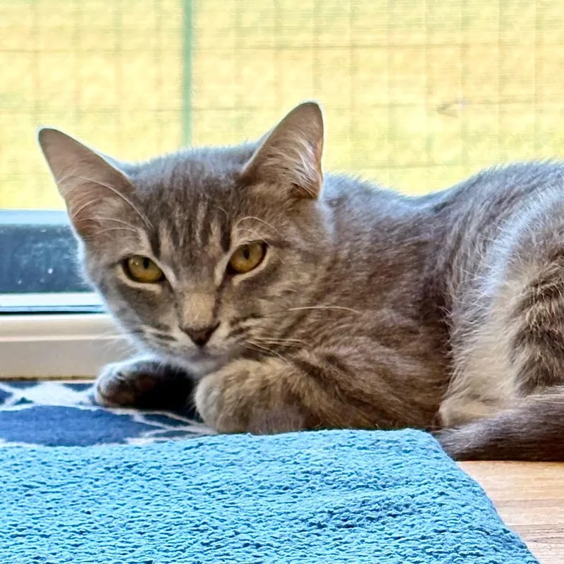 A baby small-sized female Domestic Medium Hair cat named Olive for adoption in Enid, OK