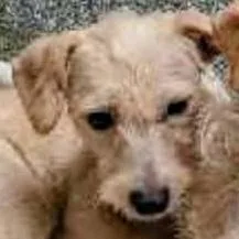 An adult small-sized female Yellow / Tan / Blond / Fawn Wirehaired Dachshund dog named Blondie for adoption in Hopkinton, MA