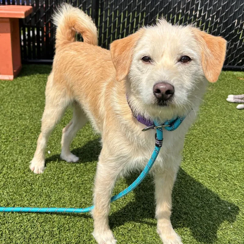 An adult medium-sized female Yellow / Tan / Blond / Fawn Mixed Breed dog named Tater for adoption in Washington Township, OH