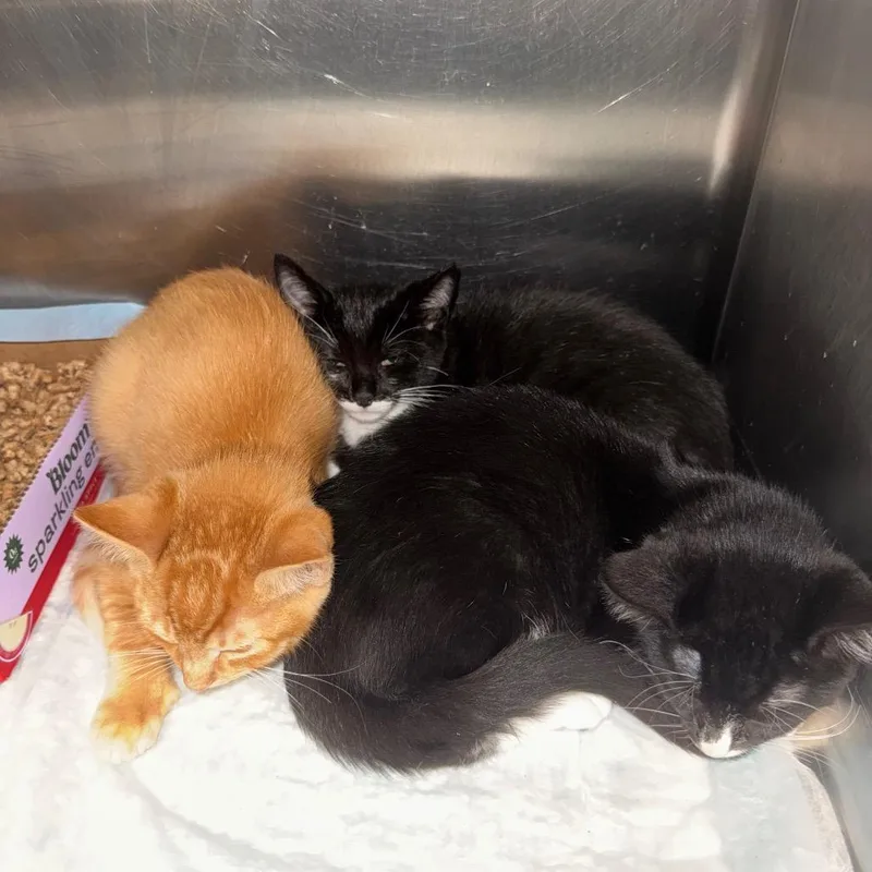 A baby small-sized male Domestic Short Hair cat named Archie for adoption in Shinnston, WV