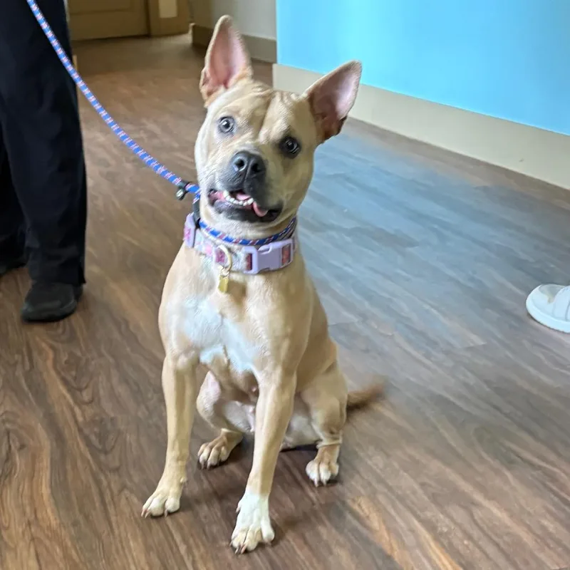 A young medium-sized female Yellow / Tan / Blond / Fawn Terrier dog named Brandi for adoption in LOXAHATCHEE, FL