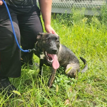 A baby medium-sized male Brindle Belgian Shepherd / Malinois dog named Mochi for adoption in New Rochelle, NY