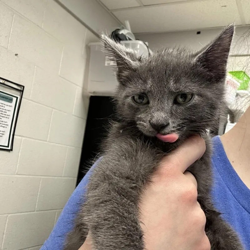 A baby small-sized male Gray / Blue / Silver Domestic Short Hair cat named Aviator for adoption in Evansville, IN