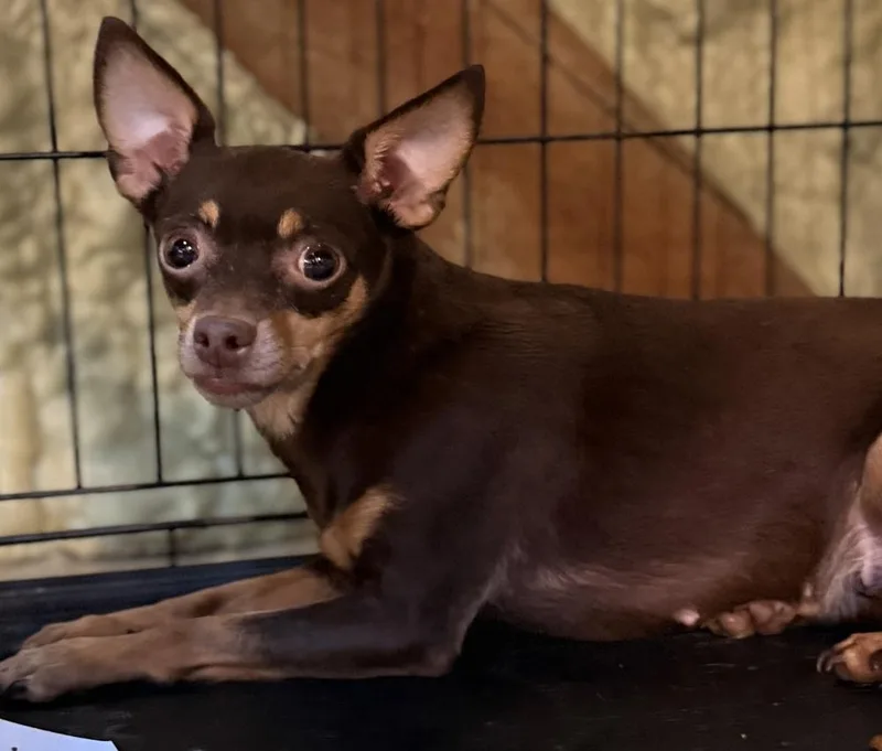 An adult small-sized female Chihuahua dog named Crimson for adoption in Muskegon, MI