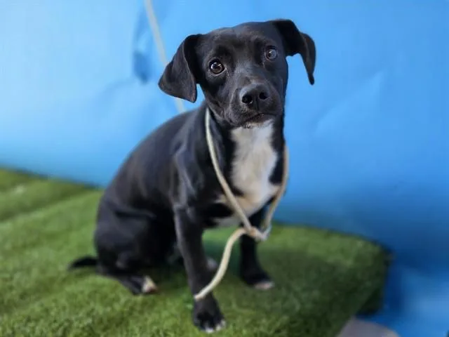 A young small-sized male Terrier dog named Brody for adoption in Gardena, CA
