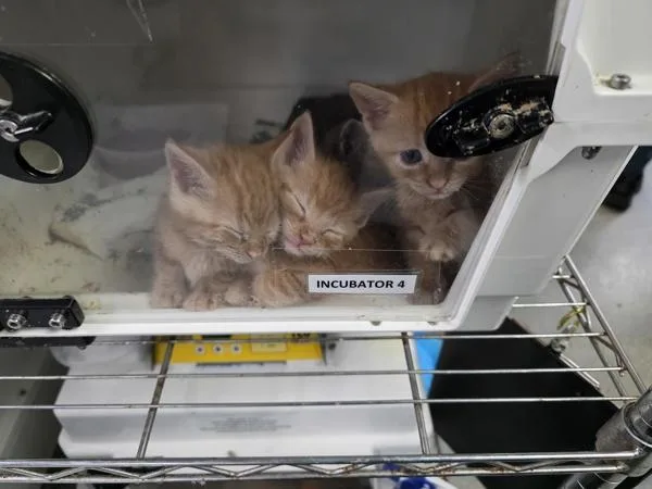 A baby small-sized female Domestic Short Hair cat named Hiker for adoption in Ridgewood, NY