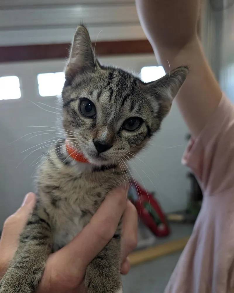A baby medium-sized male Tabby (Brown / Chocolate) Domestic Short Hair cat named Nacho for adoption in White Oak, PA