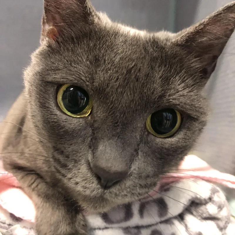 A senior large-sized female Gray / Blue / Silver Domestic Short Hair cat named Baybee for adoption in Russellville, KY