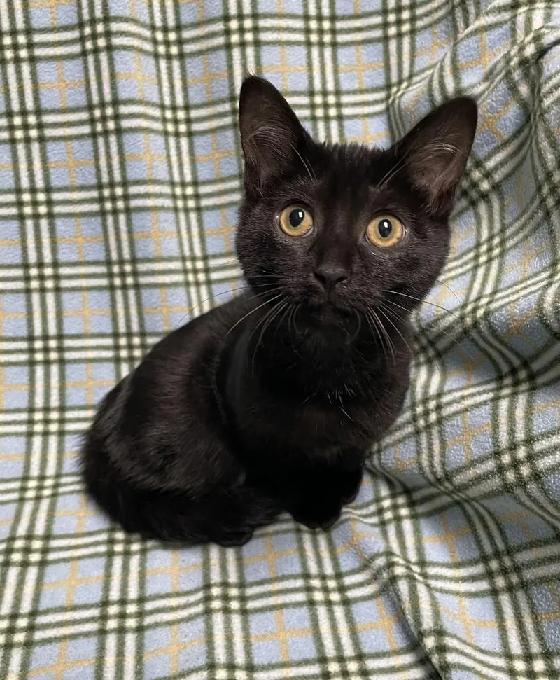 A baby small-sized female Domestic Short Hair cat named Tootsie for adoption in Jackson, MI