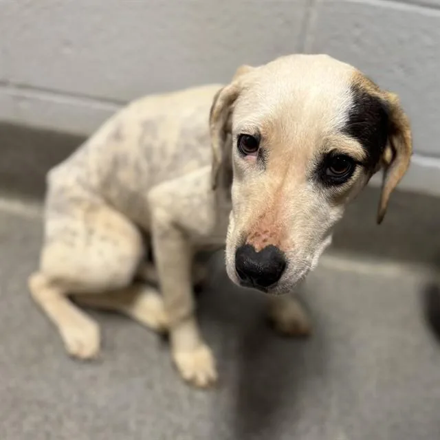 A young medium-sized female Pit Bull Terrier dog named Leigh for adoption in Huntsville, AL