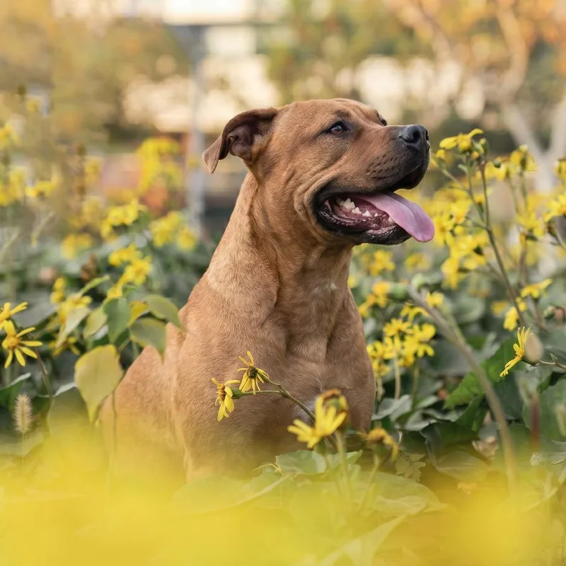 An adult large-sized male Brown / Chocolate Mixed Breed dog named Pac for adoption in Bangall, NY