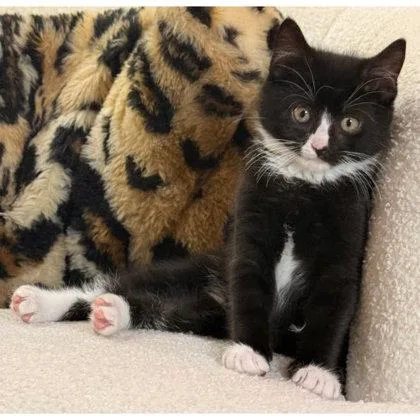 A baby medium-sized male Domestic Short Hair cat named Colson Bleeker needs a for adoption in Hudson, MA
