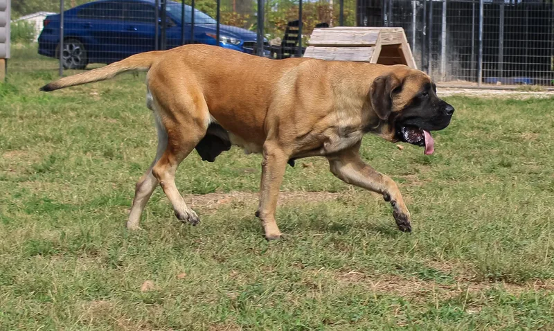 An adult extra large-sized female Yellow / Tan / Blond / Fawn Mastiff dog named Apple Dog for adoption in Neosho, MO