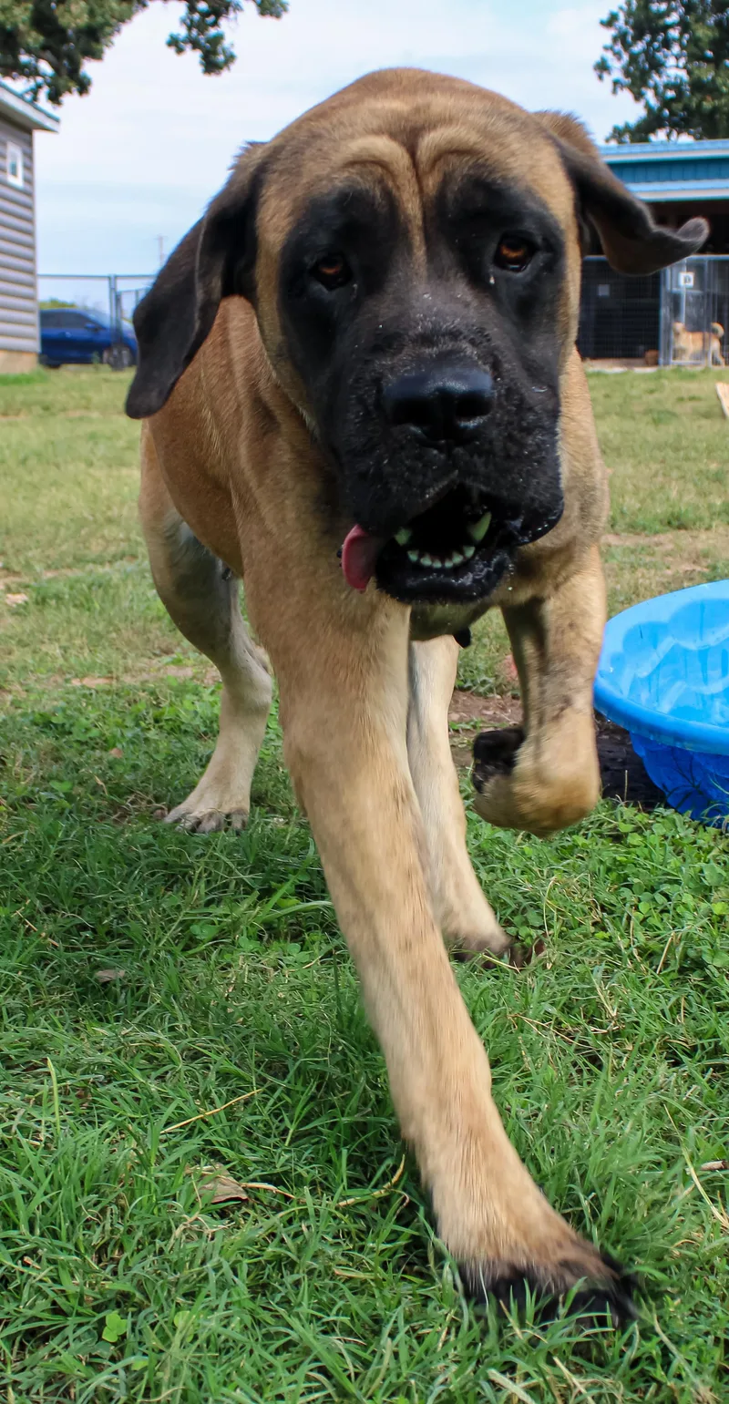 Apple Dog thumbnail 3