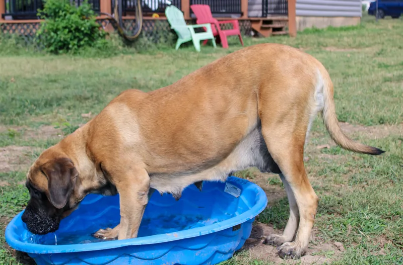Apple Dog thumbnail 4