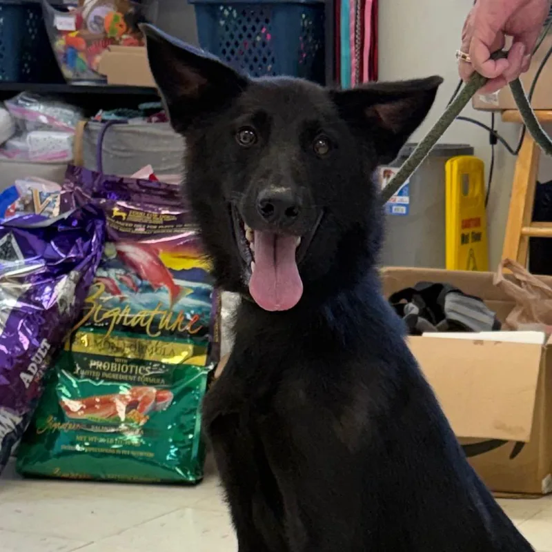 A young medium-sized male Black Siberian Husky dog named Anubis for adoption in Jacksonville, AR