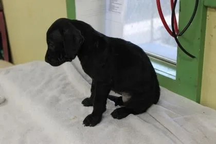 A baby medium-sized female Terrier dog named Vina for adoption in Picayune, MS