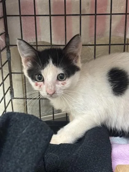 A baby small-sized male Domestic Short Hair cat named Porky for adoption in Honolulu, HI