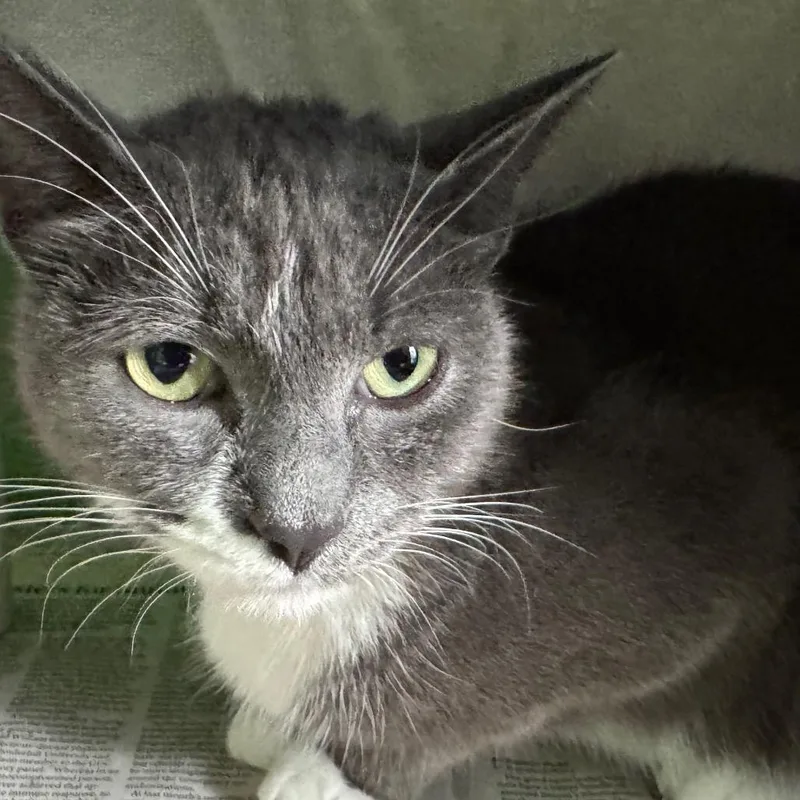 An adult medium-sized female Gray / Blue / Silver Domestic Short Hair cat named Mimi for adoption in Brimfield, MA